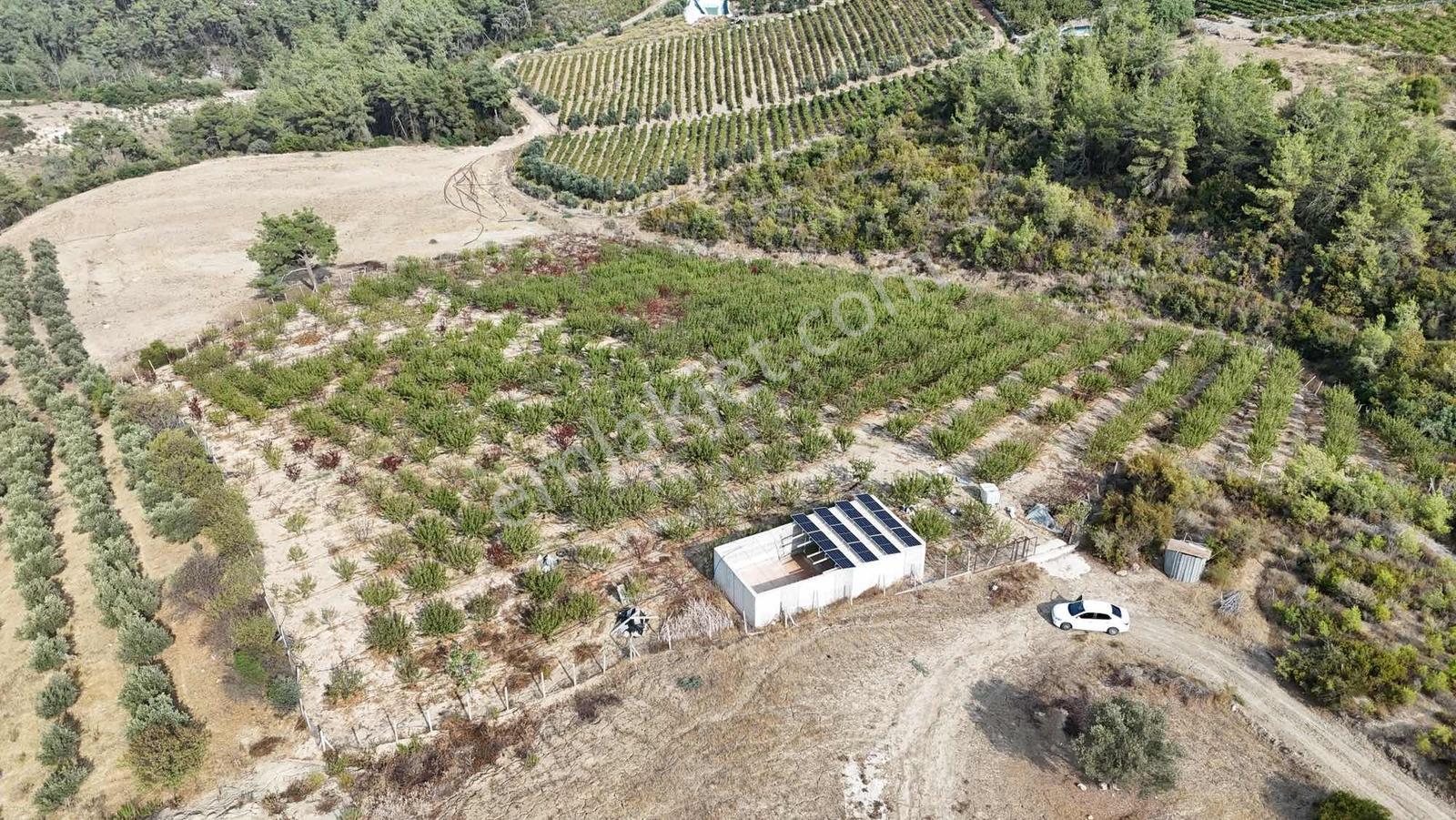 Toroslar Doruklu Da 11.500 M2 Bakımlı Sulak Kayısı Bahçe — fotoğraf 10