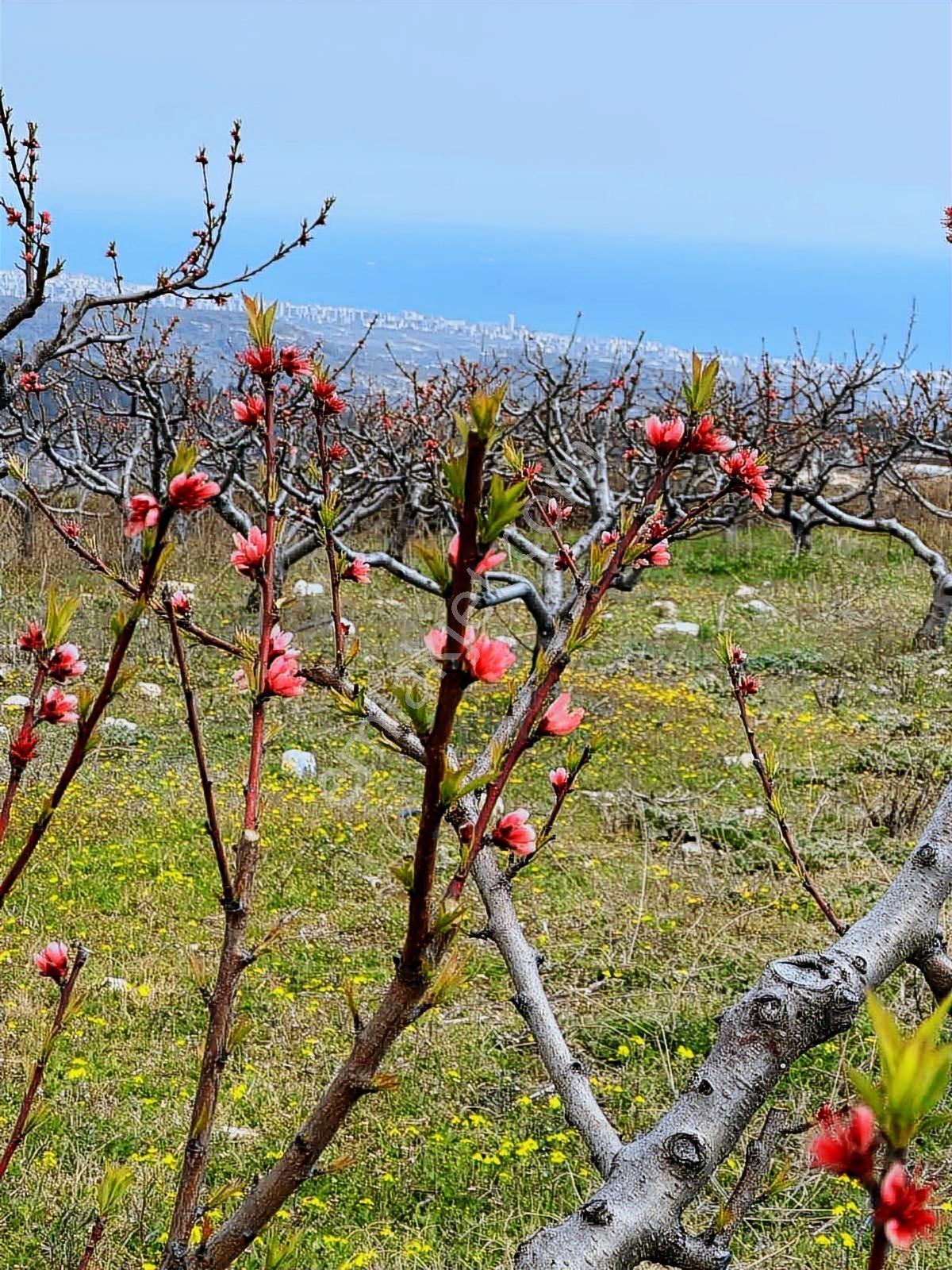 Erdemli Sıraçta Seçkin Konumda, Deniz Manzaralı Prestijli Arsa — fotoğraf 2