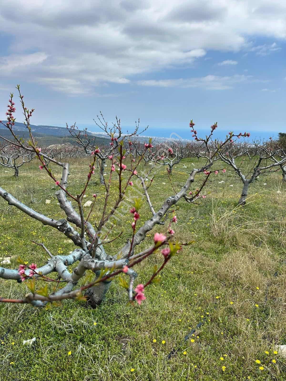 Erdemli Sıraçta Seçkin Konumda, Deniz Manzaralı Prestijli Arsa — fotoğraf 5