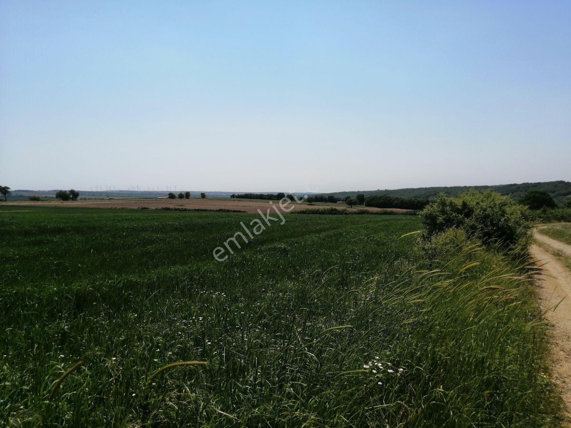 Ege Gayrimenkul'den Büyükçavuşlu'da 5000 M2 Tarla — fotoğraf 5