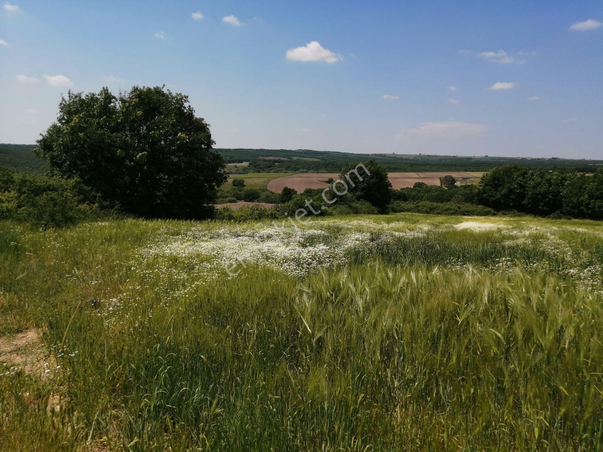 Ege Gayrimenkul'den Büyükçavuşlu'da 5000 M2 Tarla — fotoğraf 9