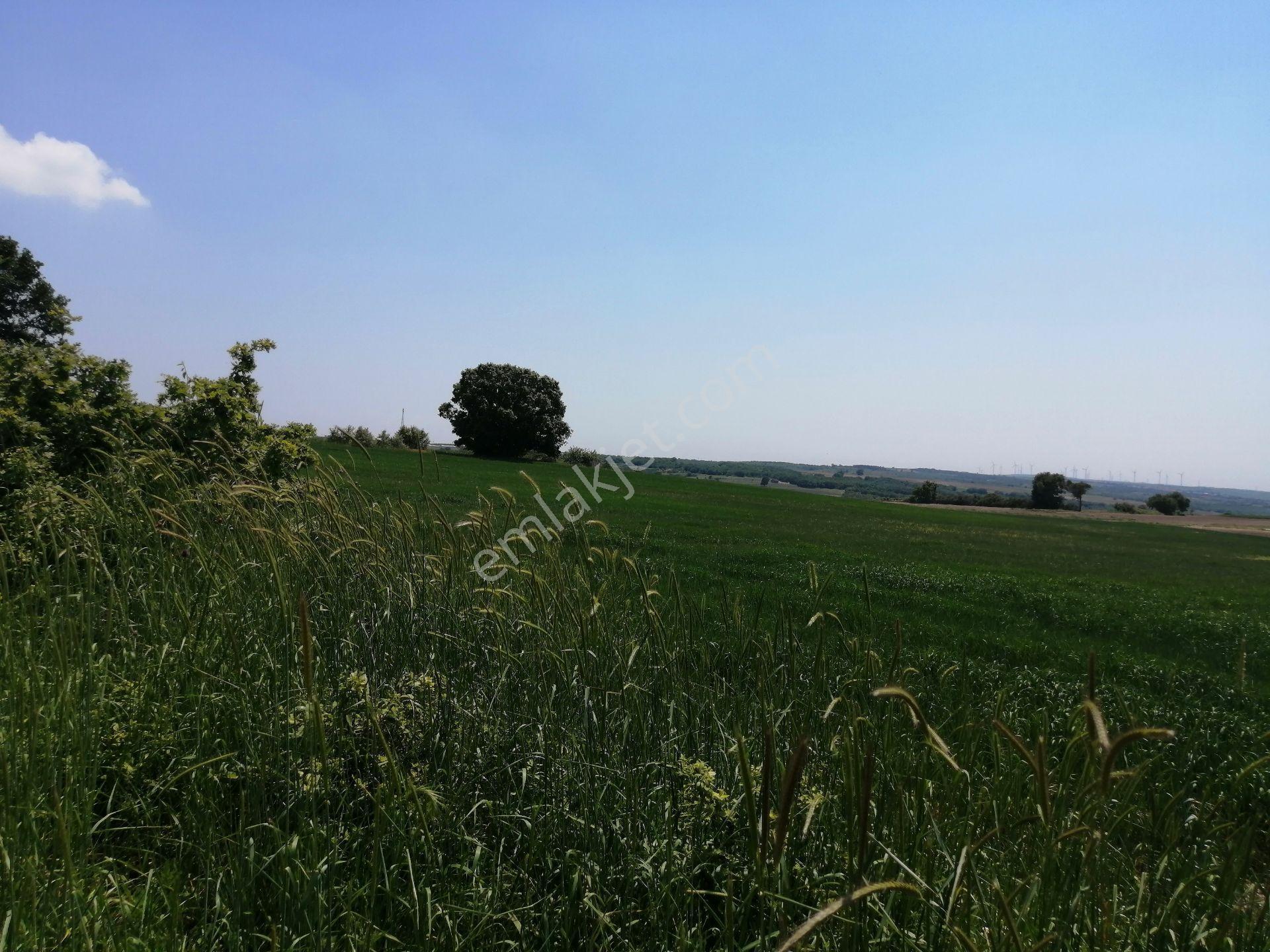 Ege Gayrimenkul'den Büyükçavuşlu'da 5000 M2 Tarla — fotoğraf 12
