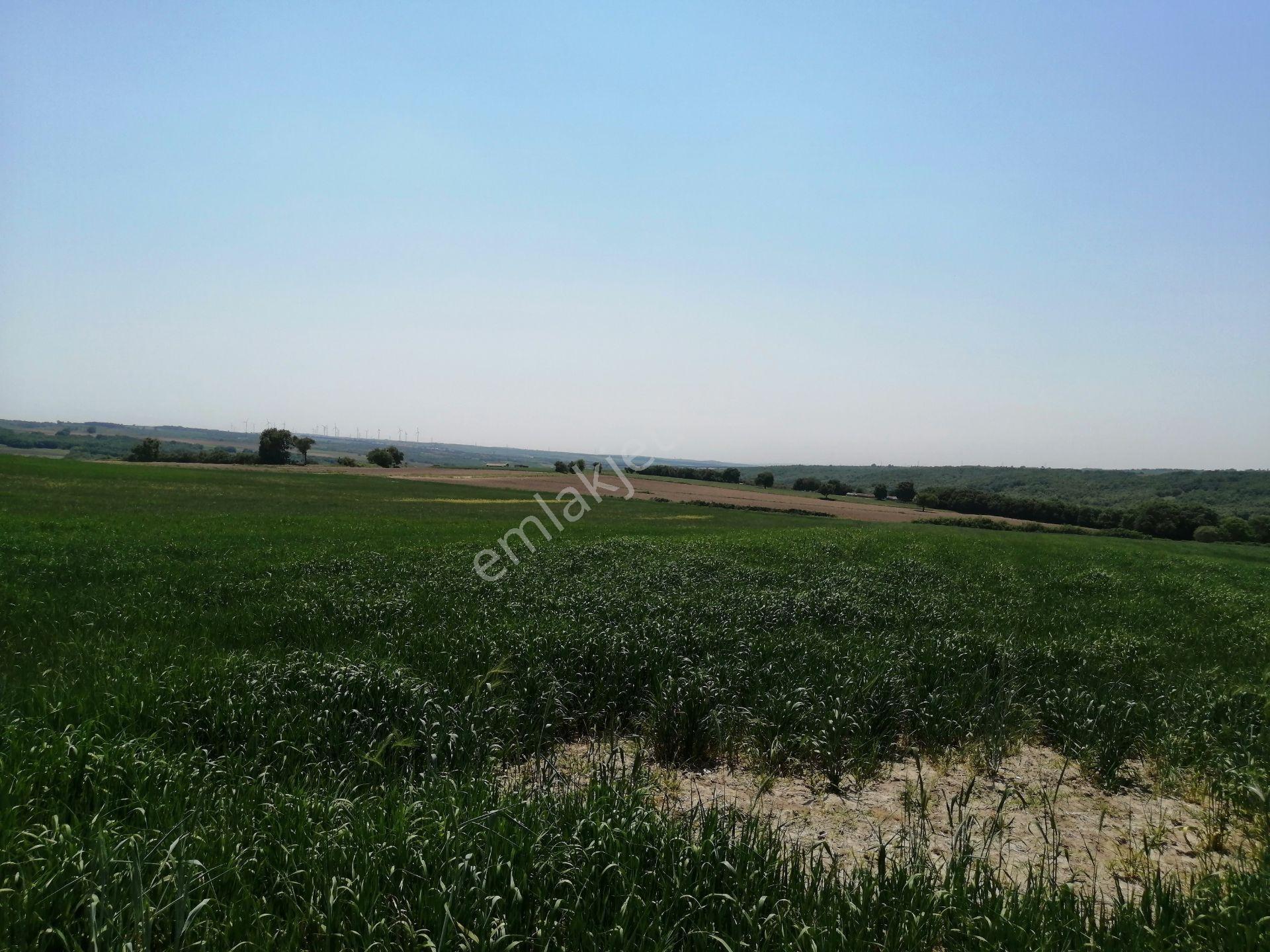Ege Gayrimenkul'den Büyükçavuşlu'da 5000 M2 Tarla — fotoğraf 15