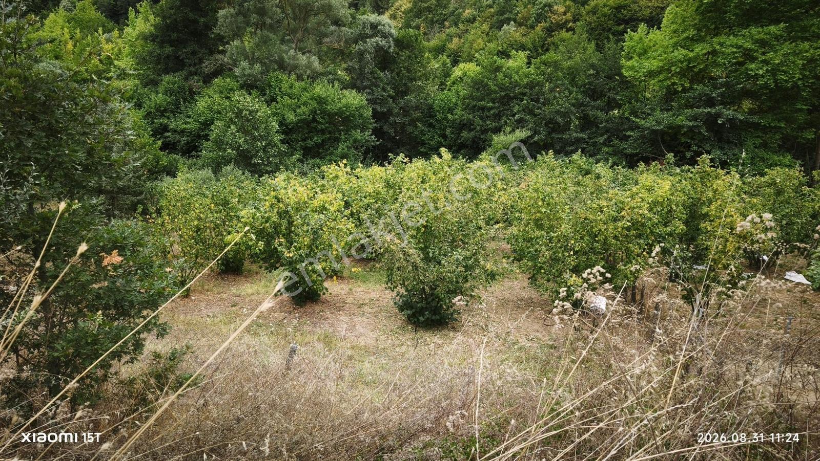 Gemlik Fındıcakta Asfalt Yola Ve Dereye Cephe 515 M² Bahçe — fotoğraf 6