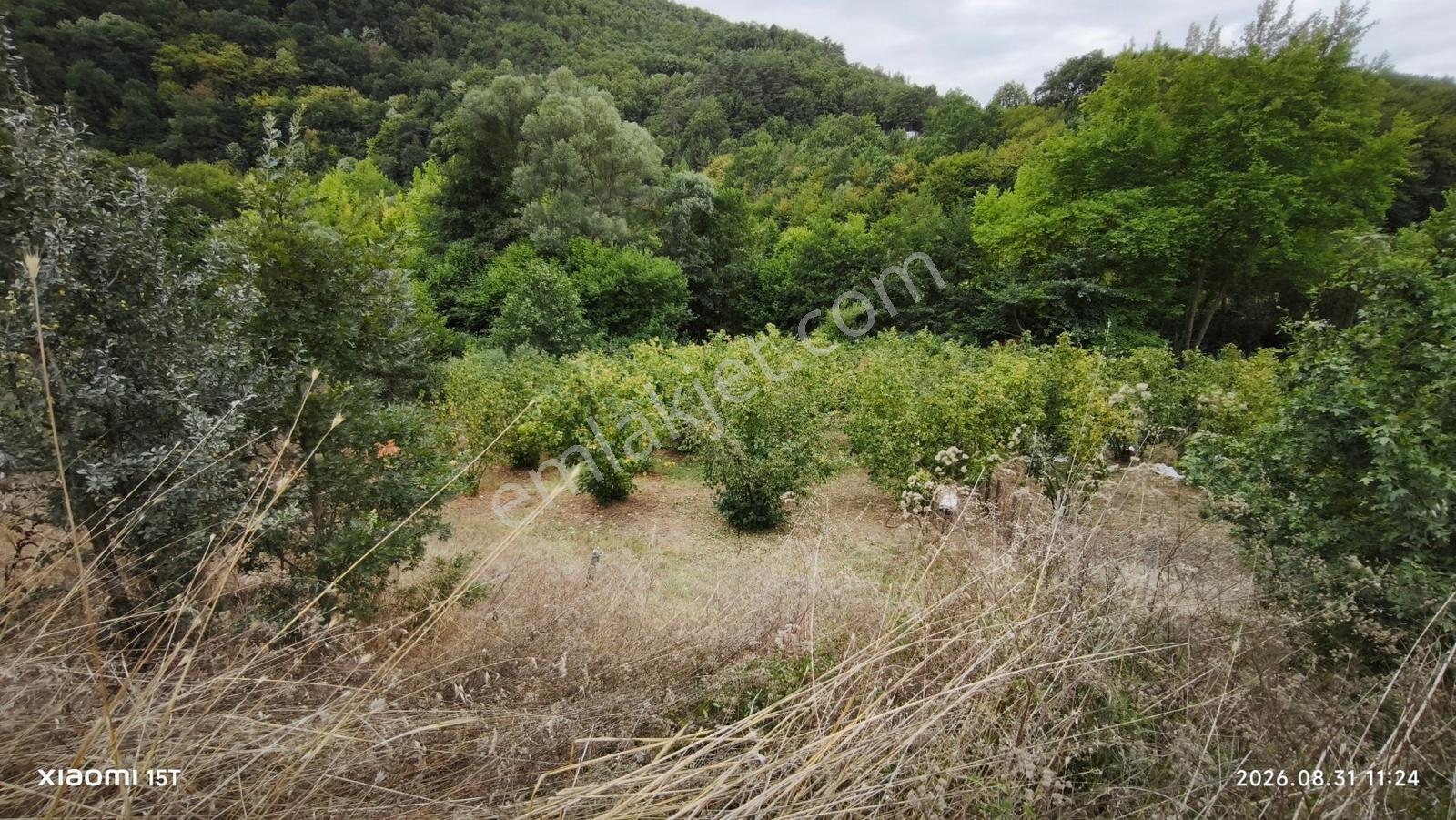 Gemlik Fındıcakta Asfalt Yola Ve Dereye Cephe 515 M² Bahçe — fotoğraf 7