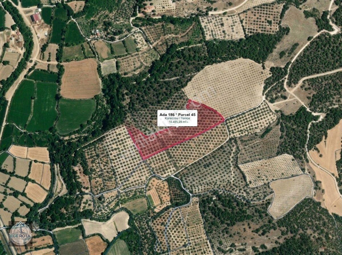 Karacasu - Yenice'De 19 Dönüm Satılık Zeytinlik