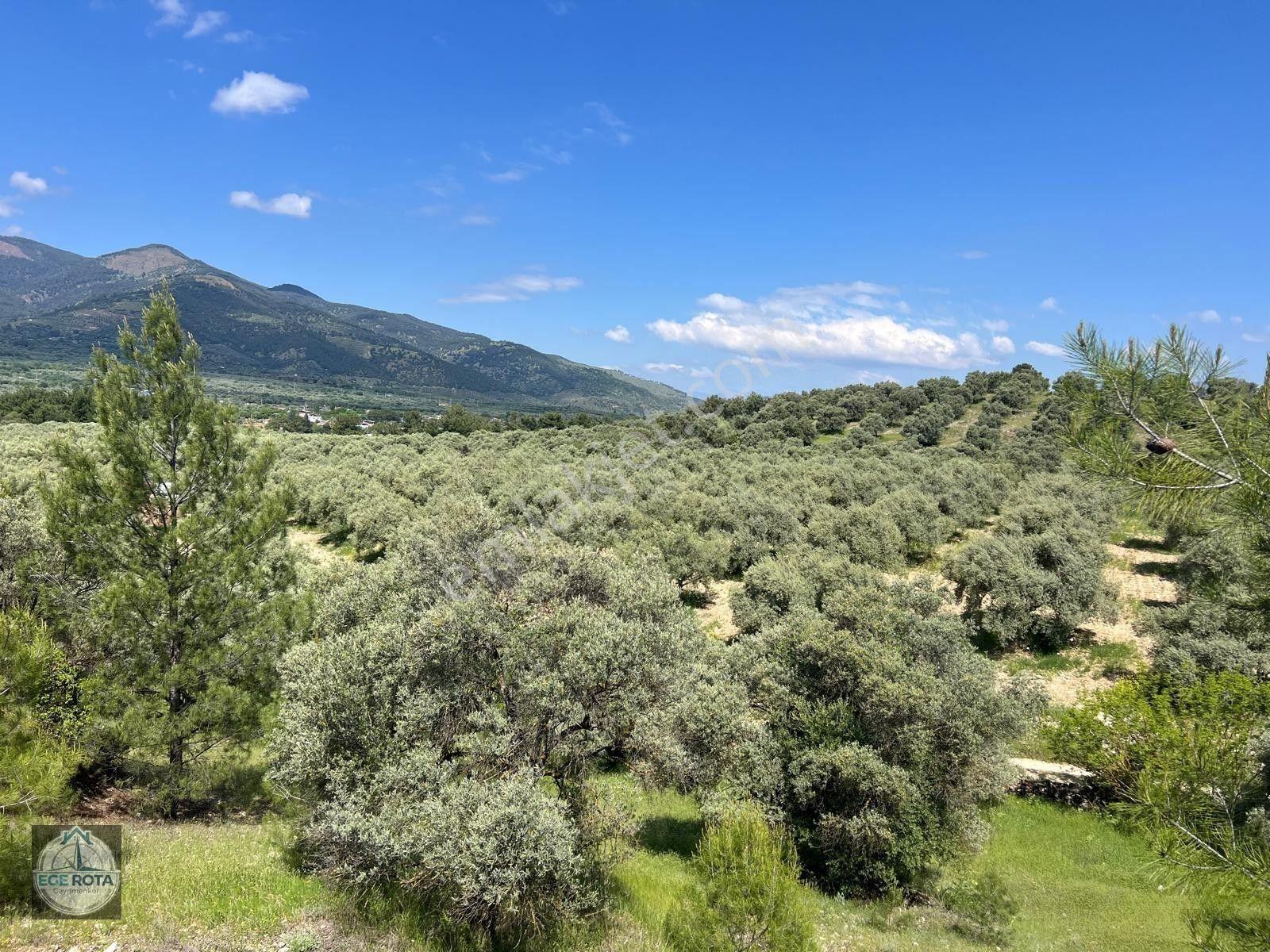 Karacasu - Yenice'de 19 Dönüm Satılık Zeytinlik — fotoğraf 3