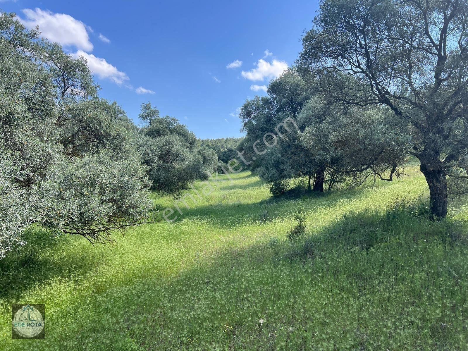 Karacasu - Yenice'de 19 Dönüm Satılık Zeytinlik — fotoğraf 5
