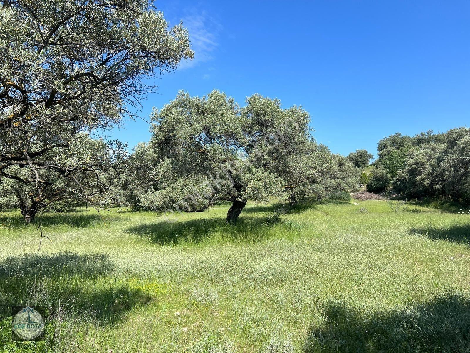 Karacasu - Yenice'de 19 Dönüm Satılık Zeytinlik — fotoğraf 6