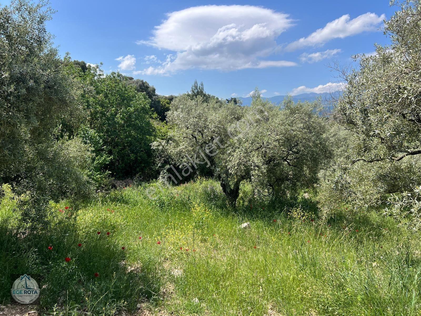 Karacasu - Yenice'de 19 Dönüm Satılık Zeytinlik — fotoğraf 8