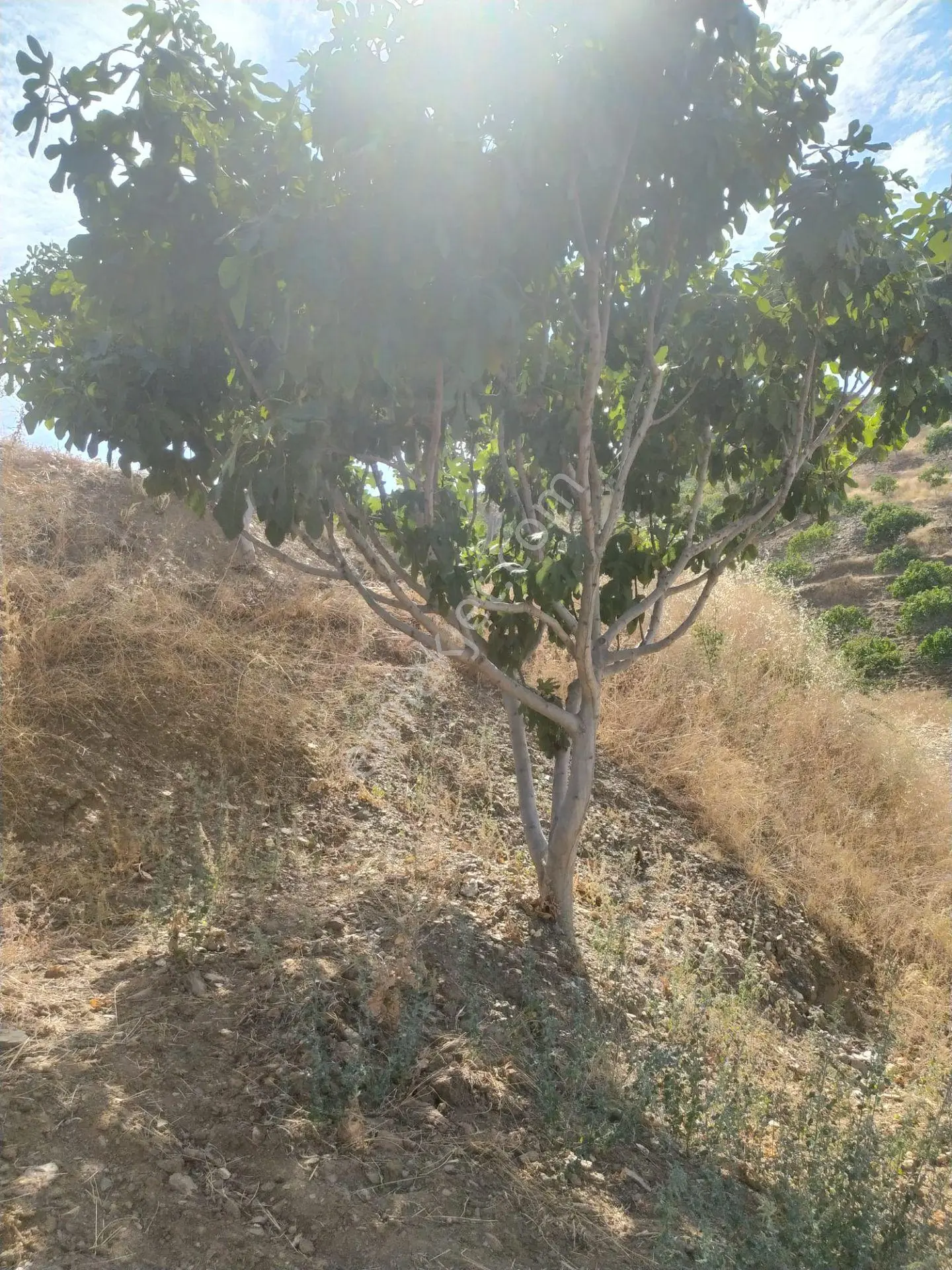 Aydın Nazilli Yöntem Emlaktan Yenipazar Koyunlar Mahallesinde Satılık İncir Bahçesi — fotoğraf 2