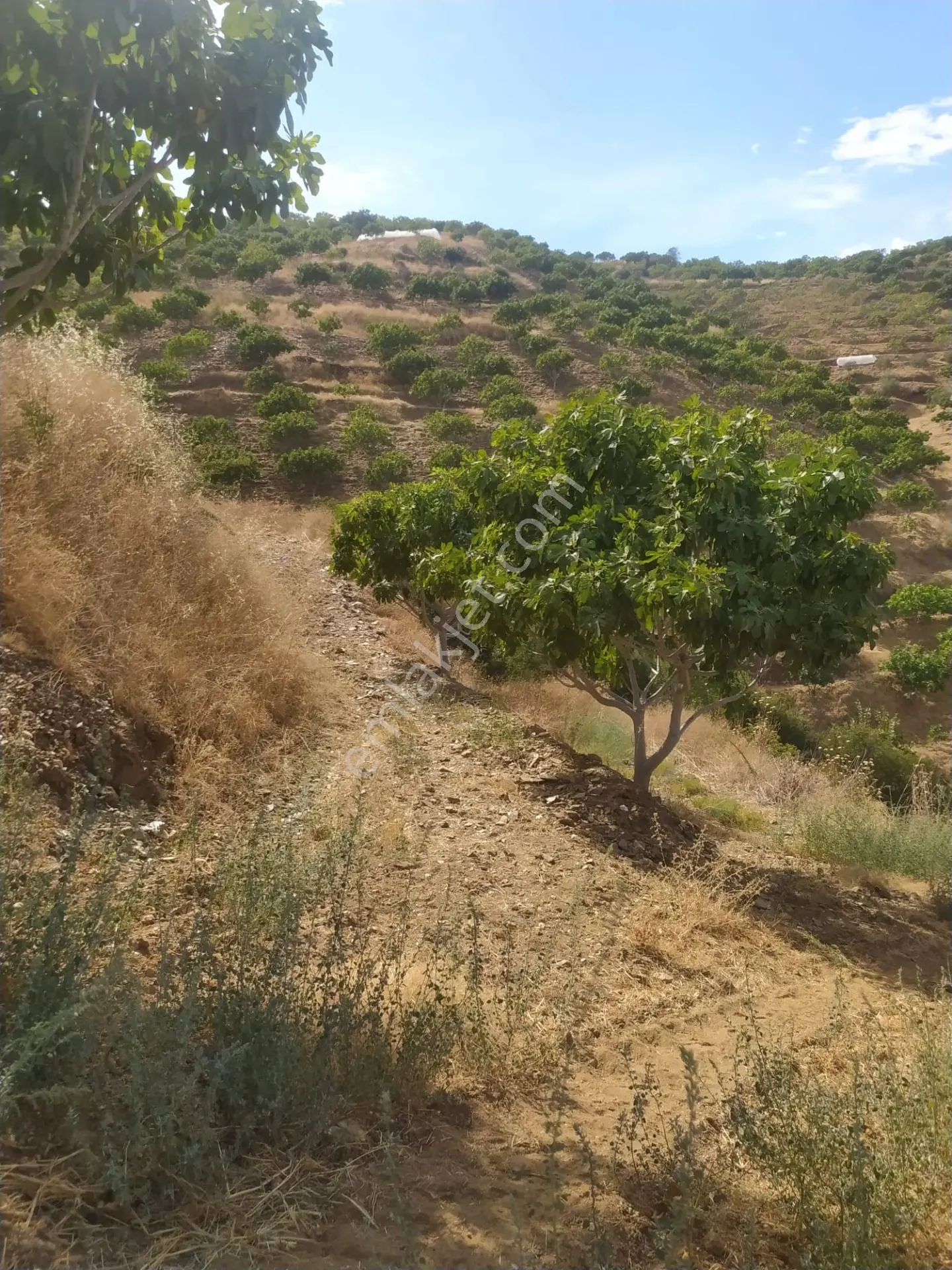 Aydın Nazilli Yöntem Emlaktan Yenipazar Koyunlar Mahallesinde Satılık İncir Bahçesi — fotoğraf 3