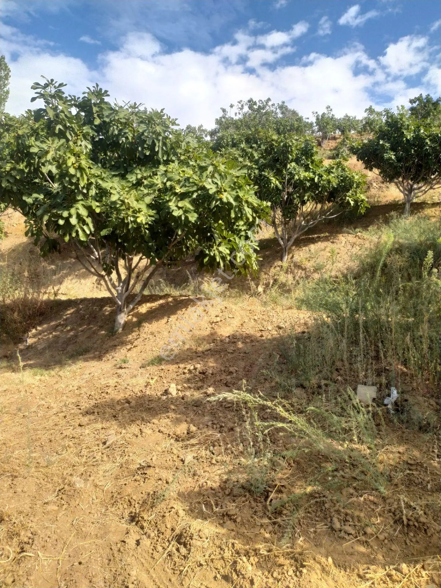 Aydın Nazilli Yöntem Emlaktan Yenipazar Koyunlar Mahallesinde Satılık İncir Bahçesi — fotoğraf 4