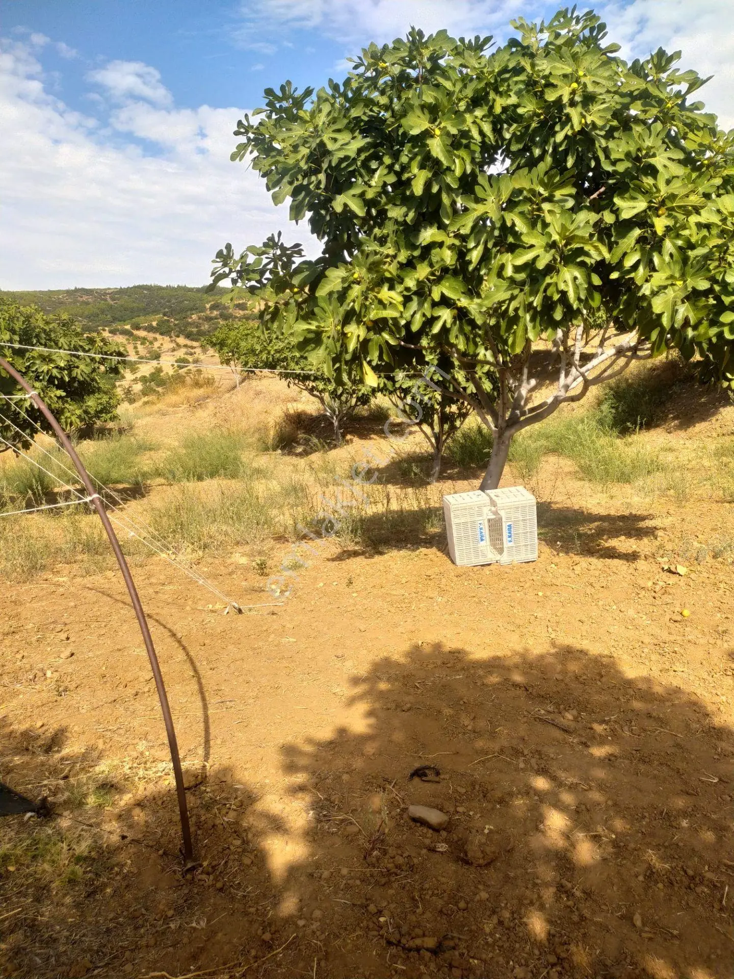 Aydın Nazilli Yöntem Emlaktan Yenipazar Koyunlar Mahallesinde Satılık İncir Bahçesi — fotoğraf 5