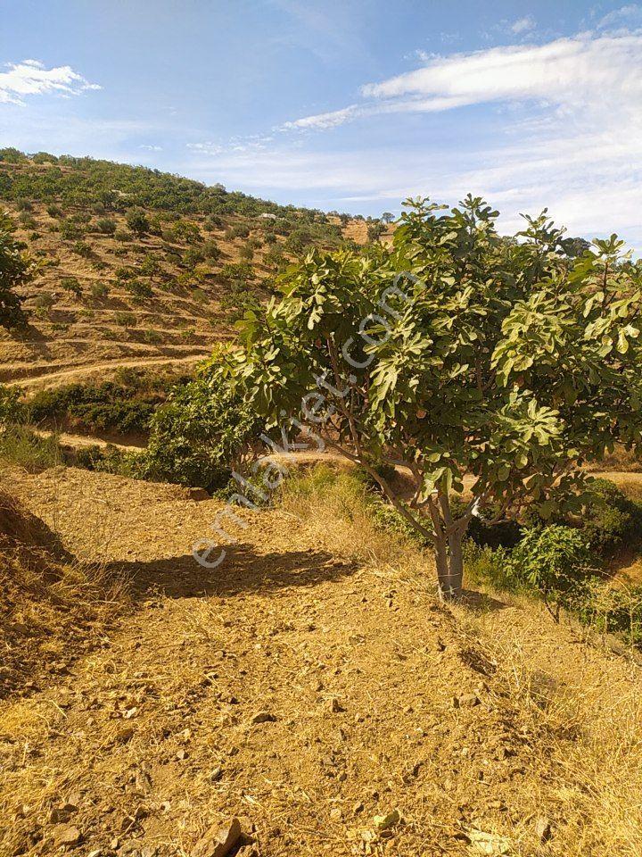 Aydın Nazilli Yöntem Emlaktan Yenipazar Koyunlar Mahallesinde Satılık İncir Bahçesi — fotoğraf 9