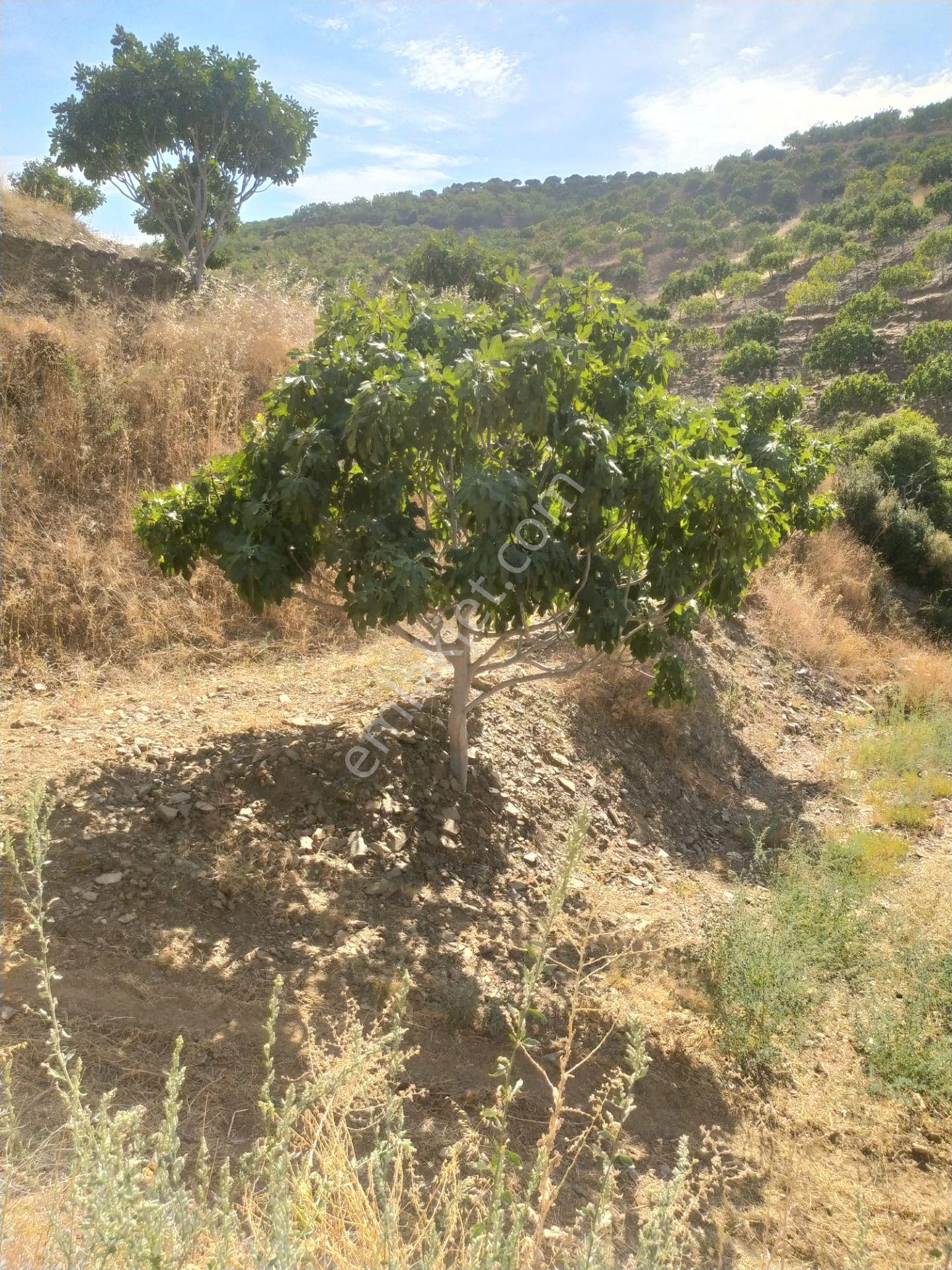 Aydın Nazilli Yöntem Emlaktan Yenipazar Koyunlar Mahallesinde Satılık İncir Bahçesi — fotoğraf 29