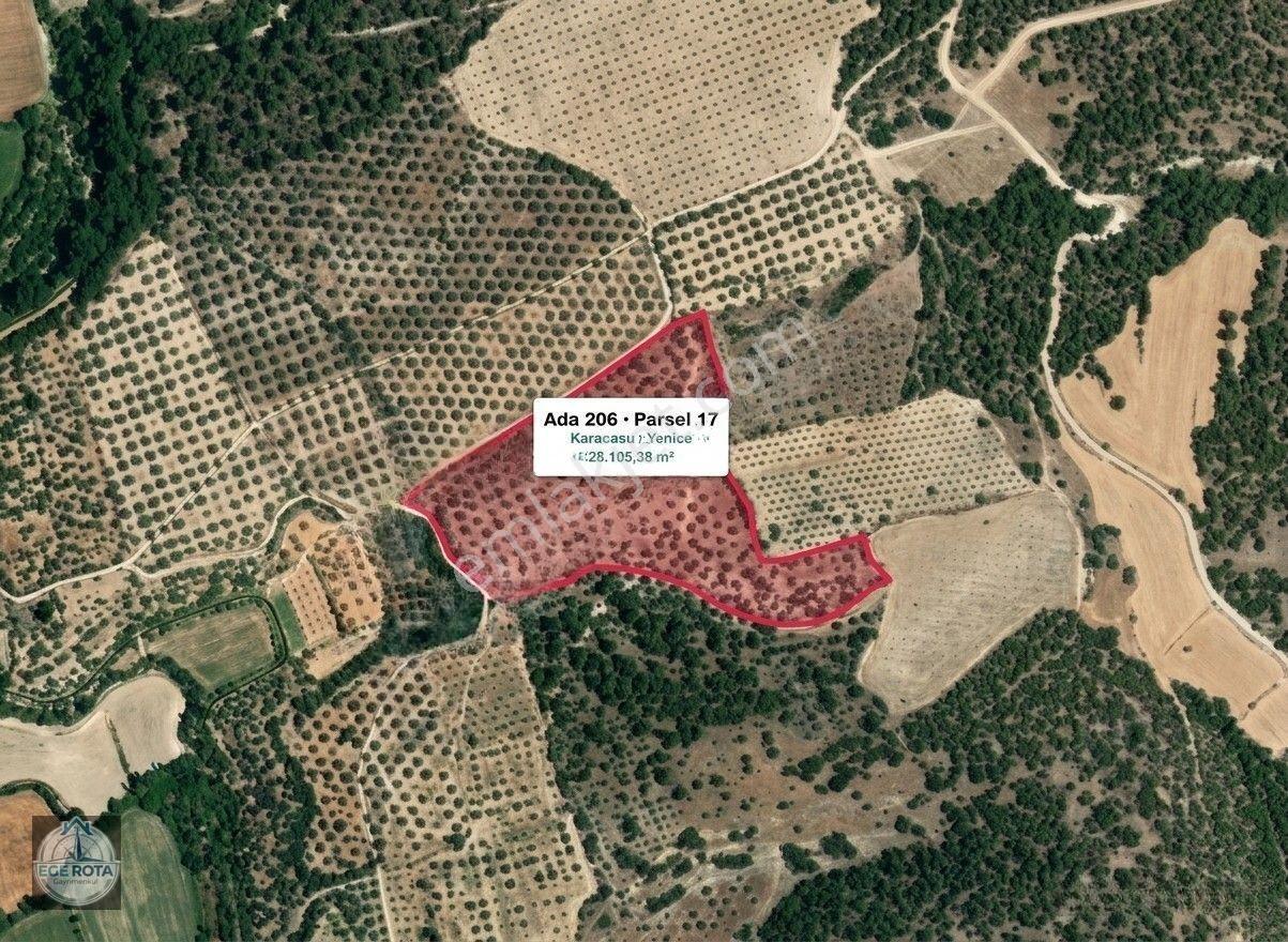 Karacasu - Yenice'De 28 Dönüm Satılık Zeytinlik