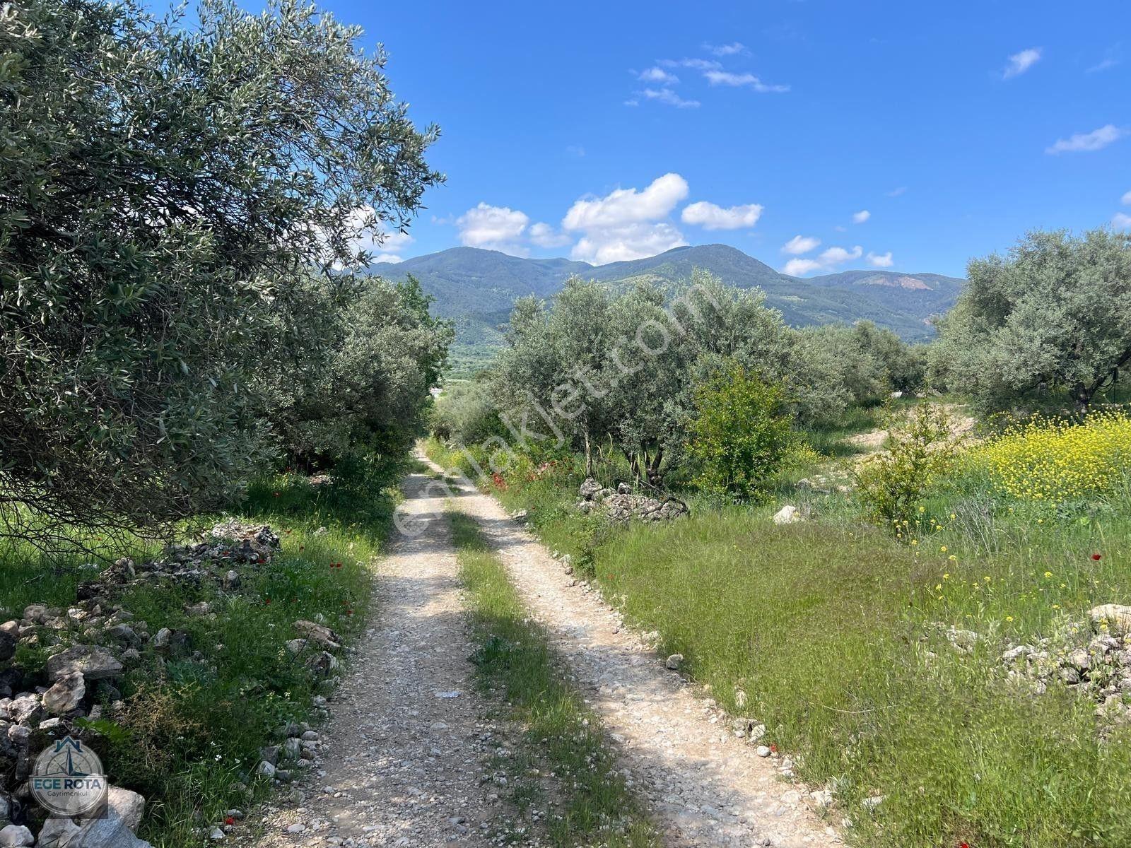 Karacasu - Yenice'de 28 Dönüm Satılık Zeytinlik — fotoğraf 3