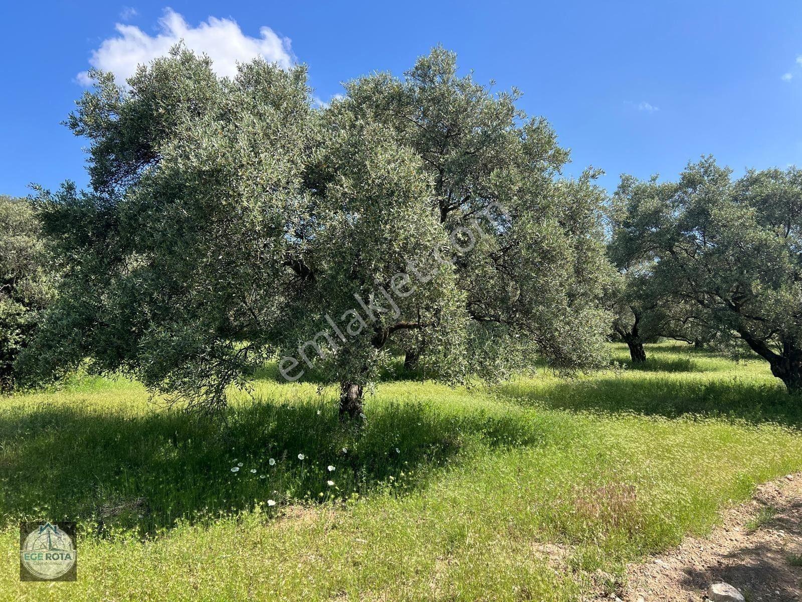 Karacasu - Yenice'de 28 Dönüm Satılık Zeytinlik — fotoğraf 4