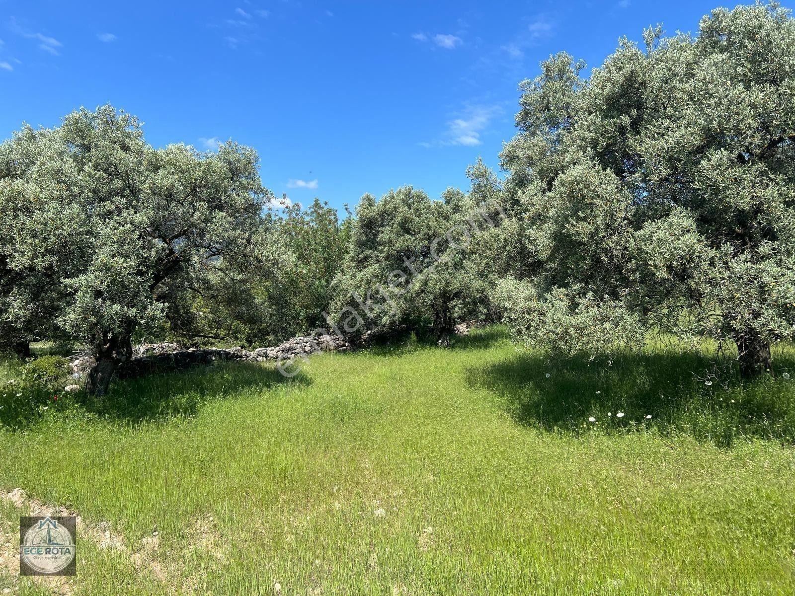 Karacasu - Yenice'de 28 Dönüm Satılık Zeytinlik — fotoğraf 5