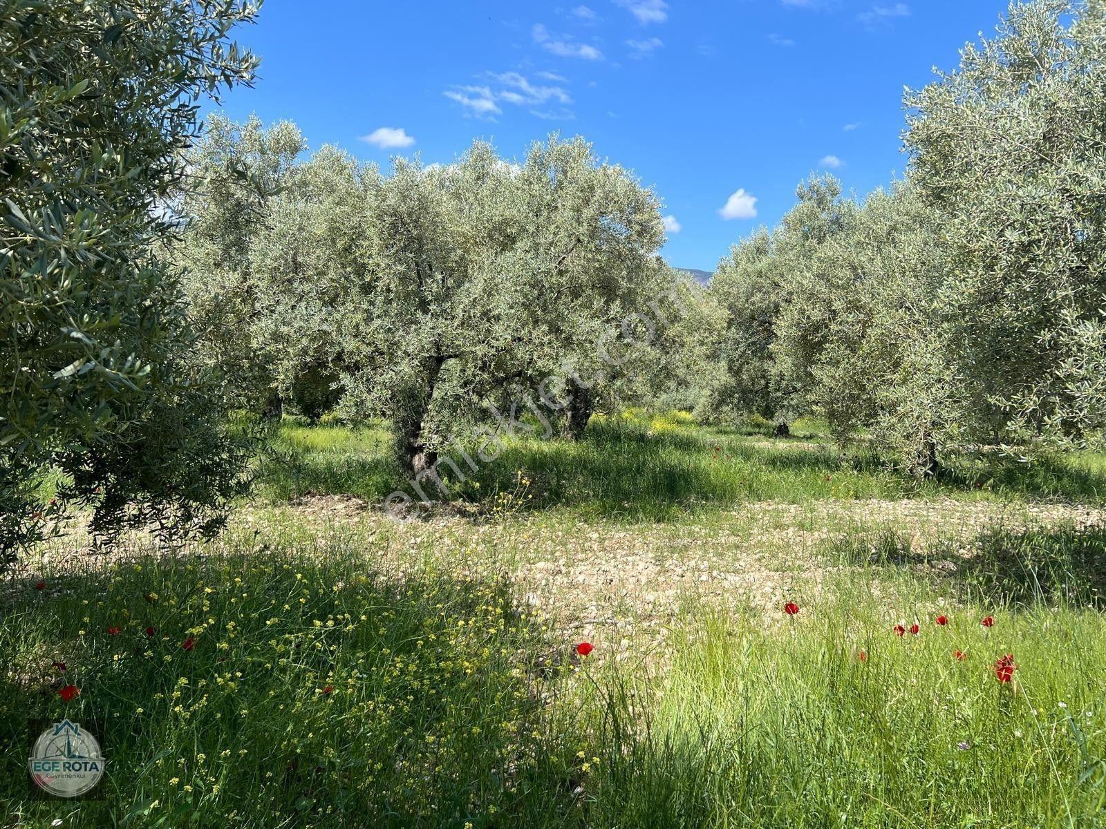 Karacasu - Yenice'de 28 Dönüm Satılık Zeytinlik — fotoğraf 7