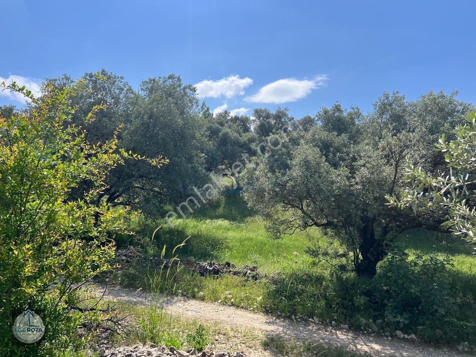 Karacasu - Yenice'de 28 Dönüm Satılık Zeytinlik — fotoğraf 9