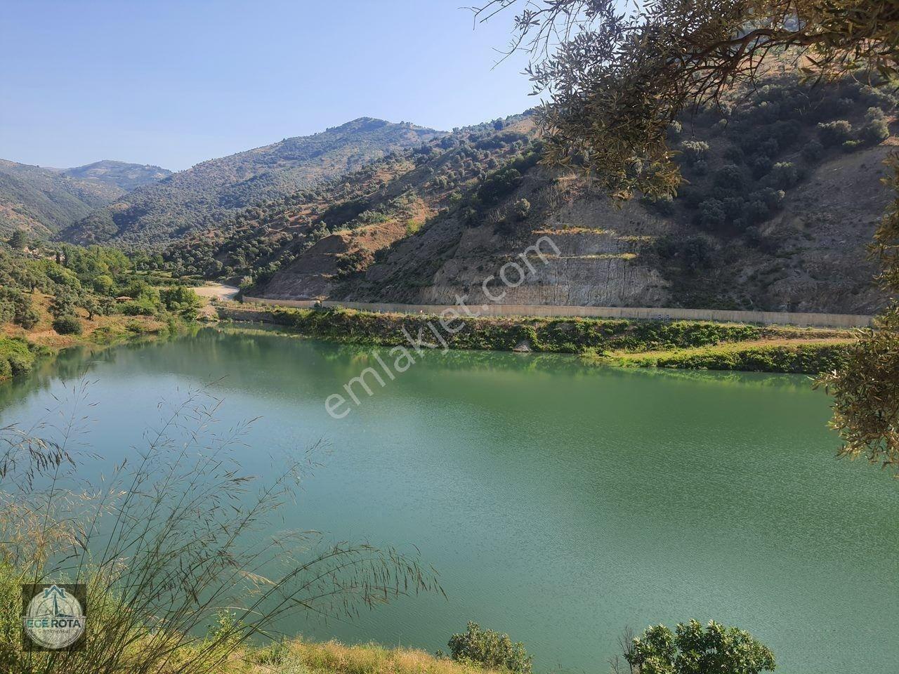 Sultanhisar - Demirhan Mahallesi Satılık 4 Dönüm Zeytinlik — fotoğraf 4
