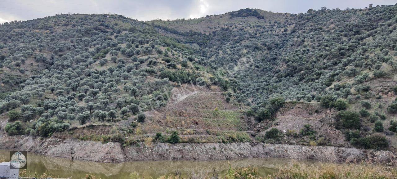 Sultanhisar - Demirhan Mahallesi Satılık 4 Dönüm Zeytinlik — fotoğraf 9