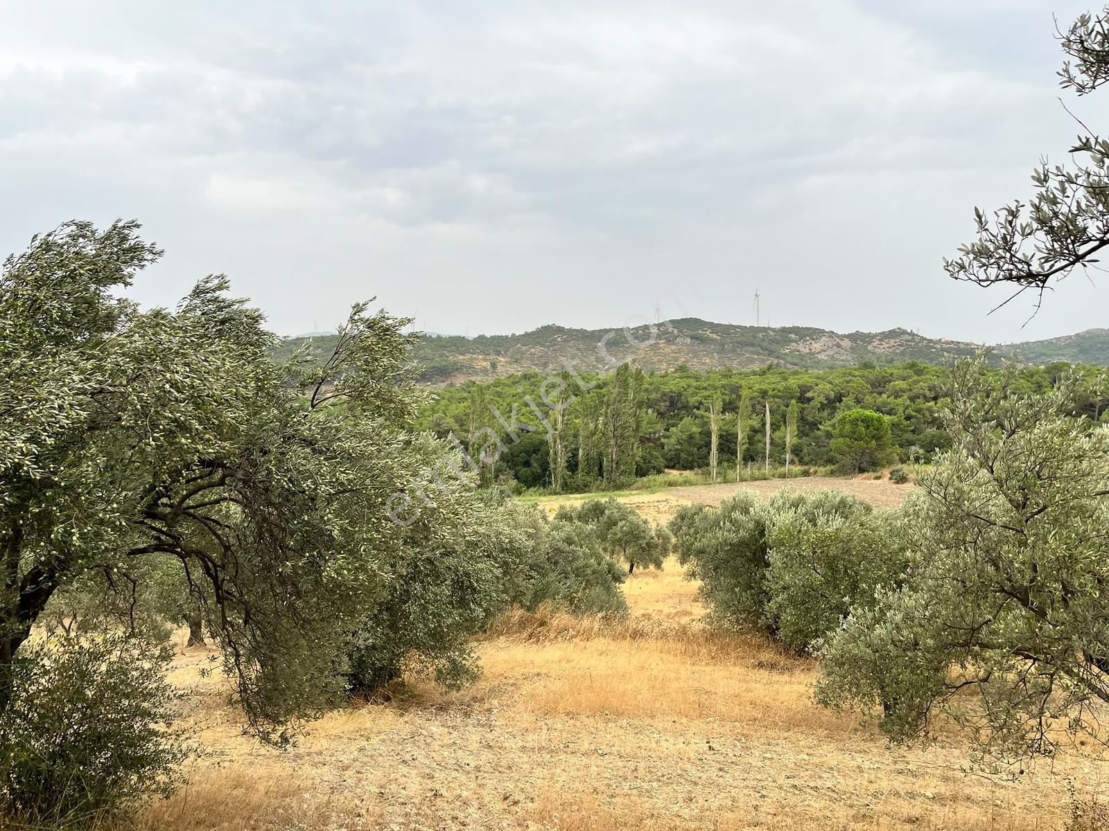 Bergama Örlemişde Doğa İle İç İçe Zeytin Ağaçlı Satılık Tarla