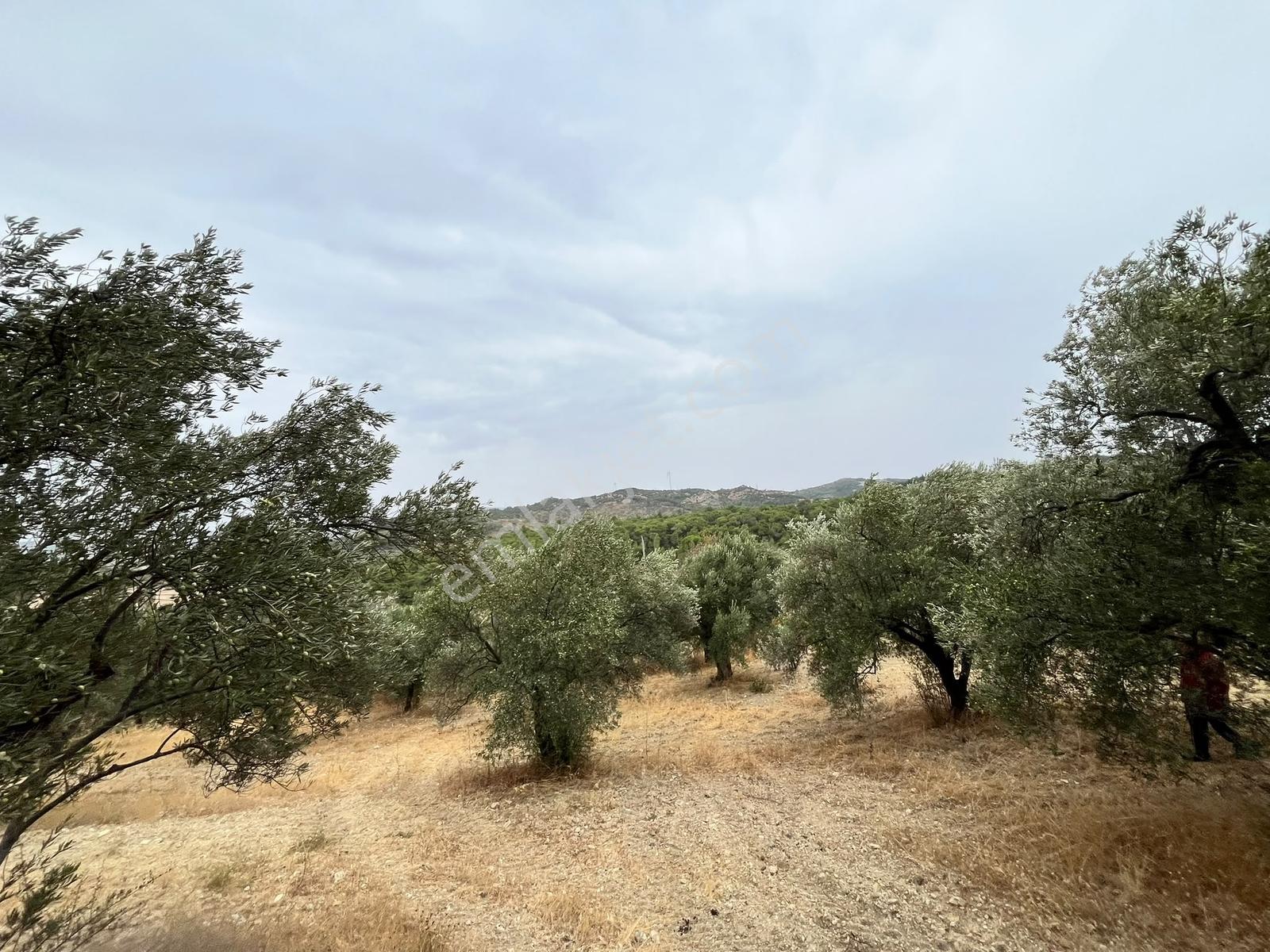 Bergama Örlemişde Doğa İle İç İçe Zeytin Ağaçlı Satılık Tarla — fotoğraf 2