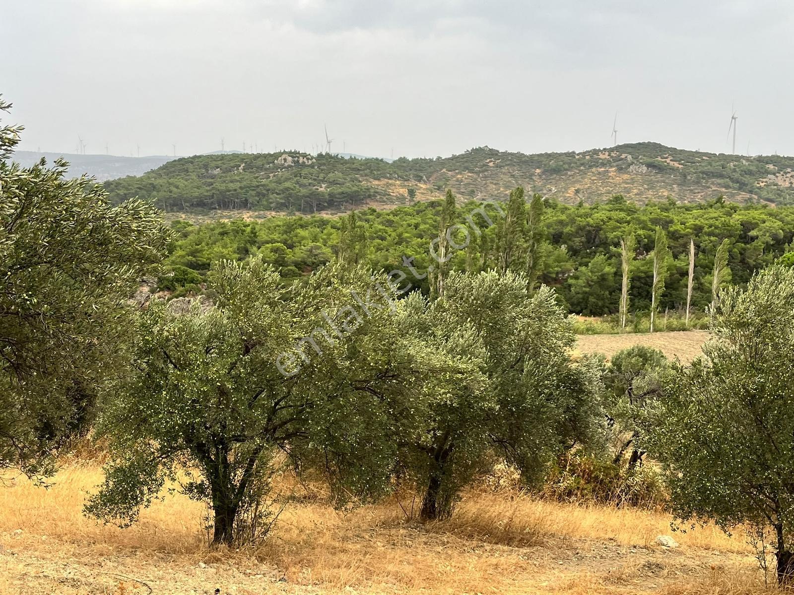 Bergama Örlemişde Doğa İle İç İçe Zeytin Ağaçlı Satılık Tarla — fotoğraf 3
