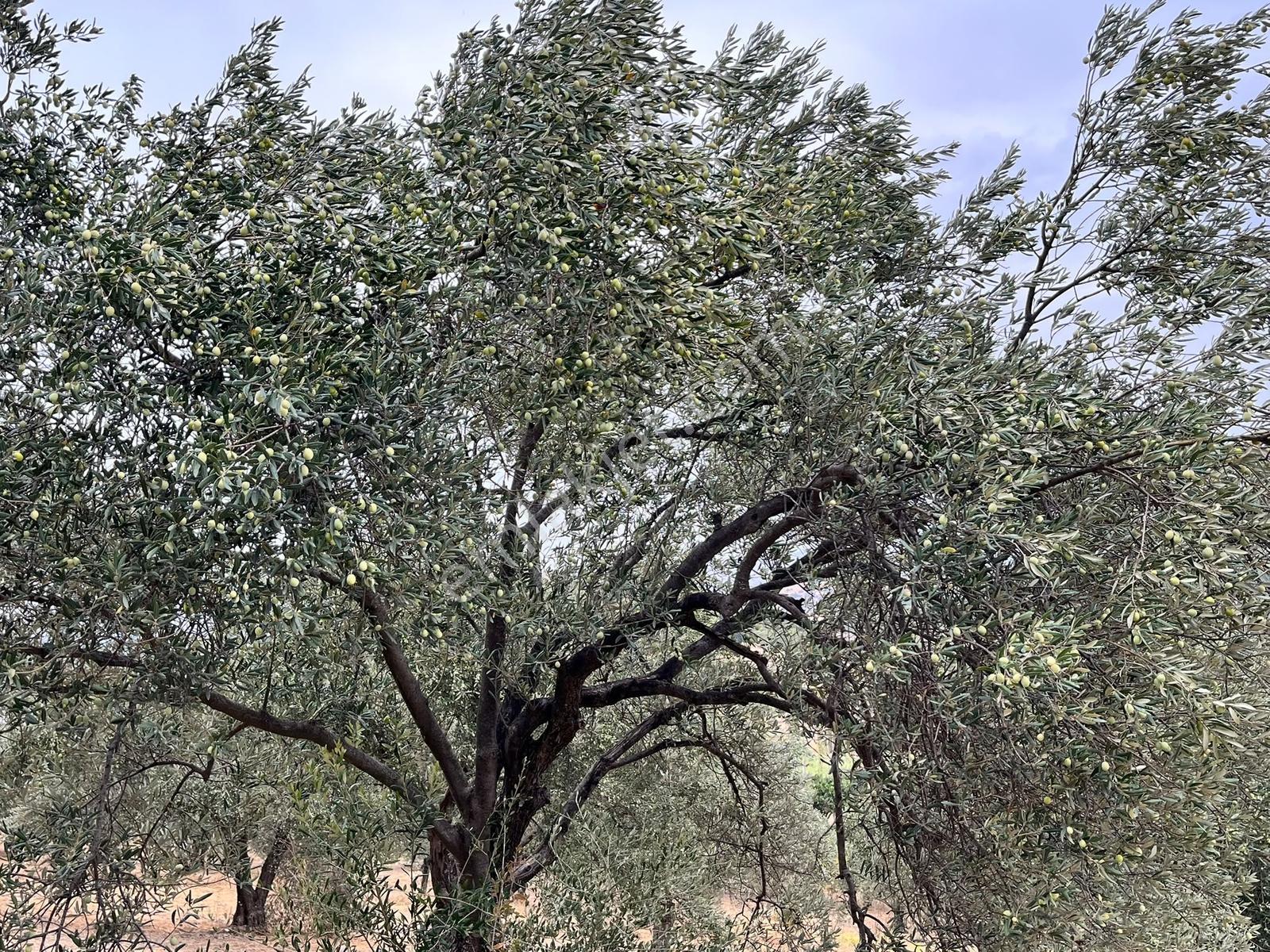 Bergama Örlemişde Doğa İle İç İçe Zeytin Ağaçlı Satılık Tarla — fotoğraf 8