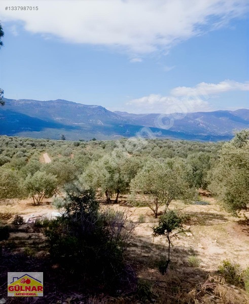 Satılık 10170 M2 Zeytin Bahçesi