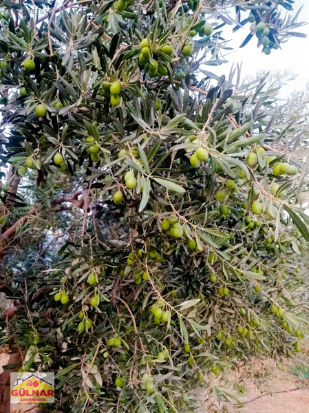 Satılık 10170 M2 Zeytin Bahçesi — fotoğraf 2