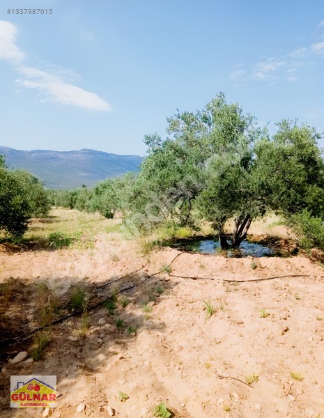 Satılık 10170 M2 Zeytin Bahçesi — fotoğraf 3