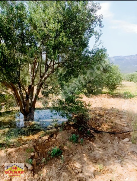 Satılık 10170 M2 Zeytin Bahçesi — fotoğraf 4