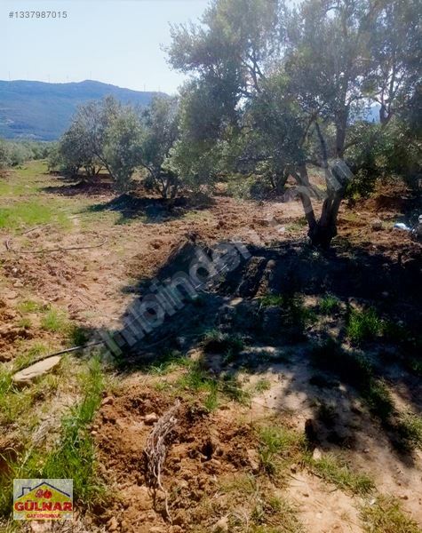 Satılık 10170 M2 Zeytin Bahçesi — fotoğraf 5