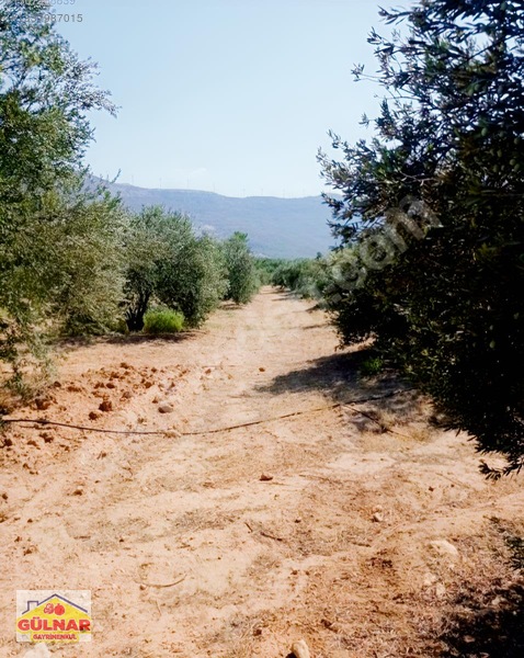 Satılık 10170 M2 Zeytin Bahçesi — fotoğraf 6