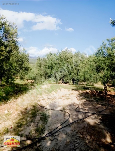 Satılık 10170 M2 Zeytin Bahçesi — fotoğraf 7