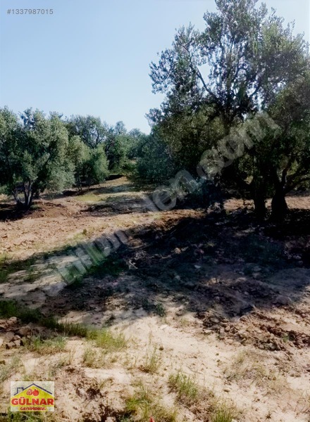 Satılık 10170 M2 Zeytin Bahçesi — fotoğraf 8