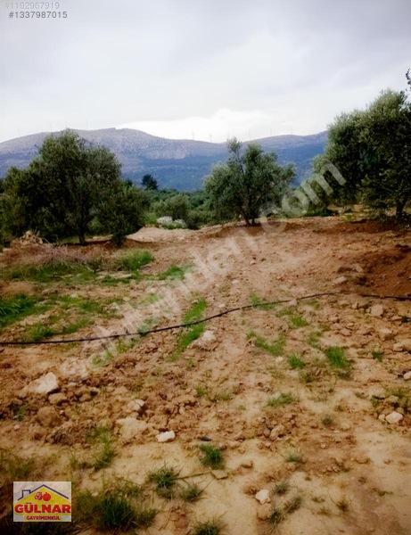 Satılık 10170 M2 Zeytin Bahçesi — fotoğraf 9