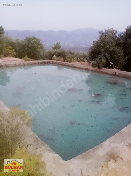 Satılık 10170 M2 Zeytin Bahçesi — fotoğraf 10