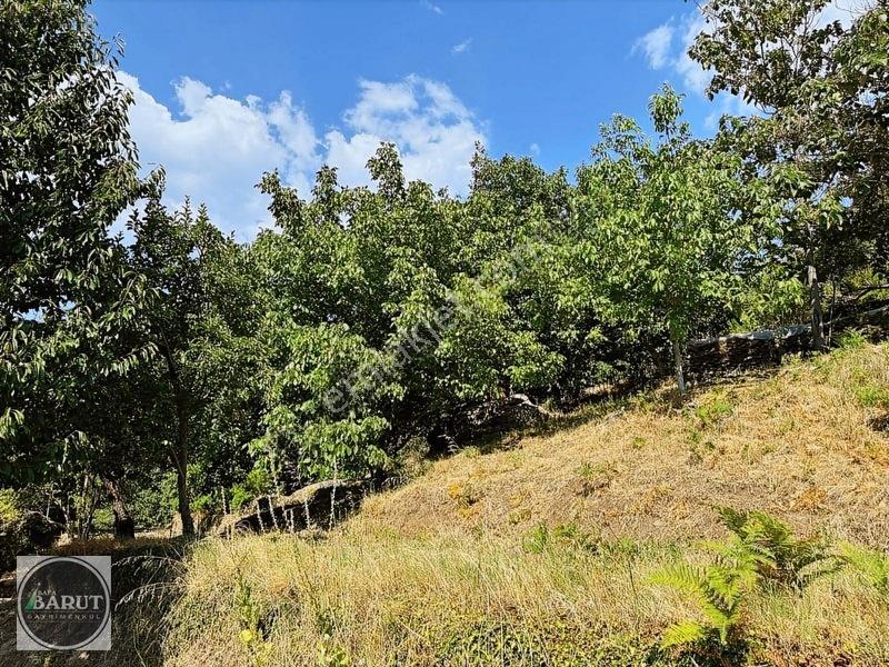 Milas Selimiye Narhisar Köyünde Kelepir Fiyata Hobi Bahçesi — fotoğraf 2