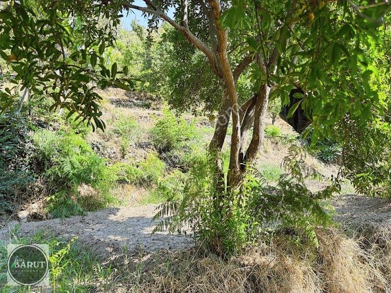 Milas Selimiye Narhisar Köyünde Kelepir Fiyata Hobi Bahçesi — fotoğraf 6