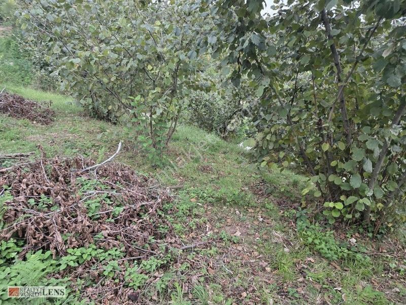 Sakarya Erenler Şükriyede Panoramik Sakarya Manzaralı Arazi!! — fotoğraf 8