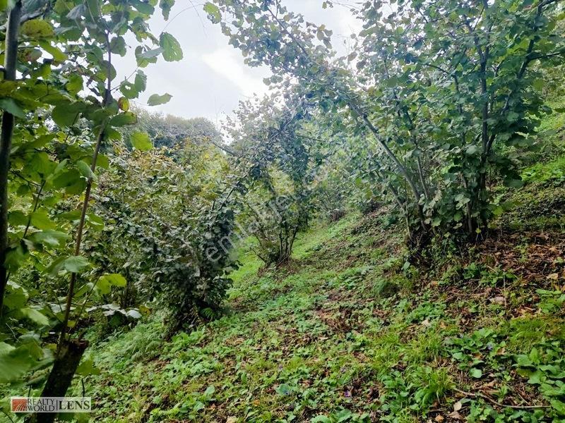 Sakarya Erenler Şükriyede Panoramik Sakarya Manzaralı Arazi!! — fotoğraf 12