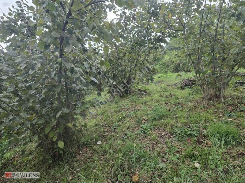 Sakarya Erenler Şükriyede Panoramik Sakarya Manzaralı Arazi!! — fotoğraf 14