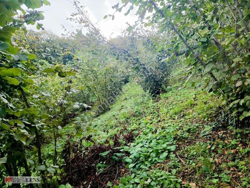 Sakarya Erenler Şükriyede Panoramik Sakarya Manzaralı Arazi!! — fotoğraf 15
