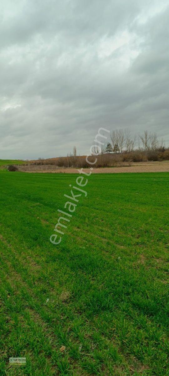🌿 Babaeski Yeniköy'de Satılık Tarla! — fotoğraf 3
