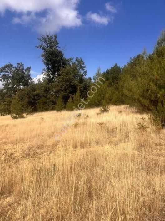 Banaz Düzlüce Köylü 4428m2 Asfalta 350 M Tarla — fotoğraf 2